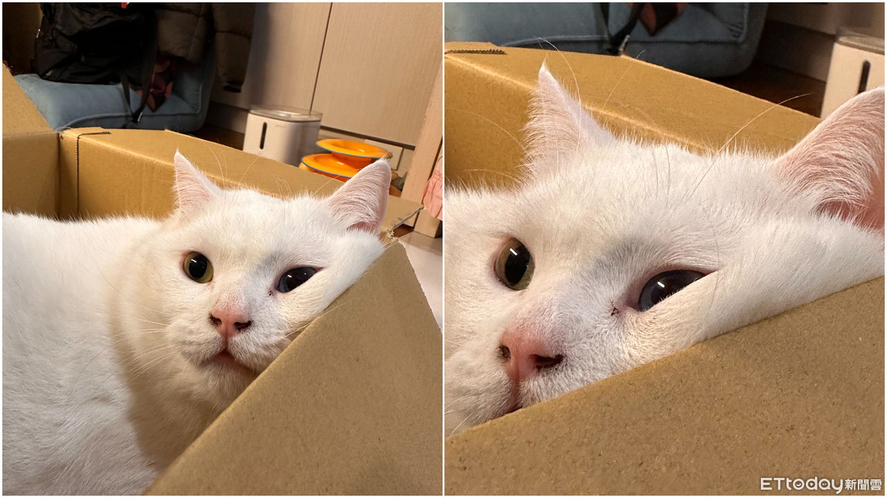 ▲▼白貓比魯。（圖／林先生授權提供）