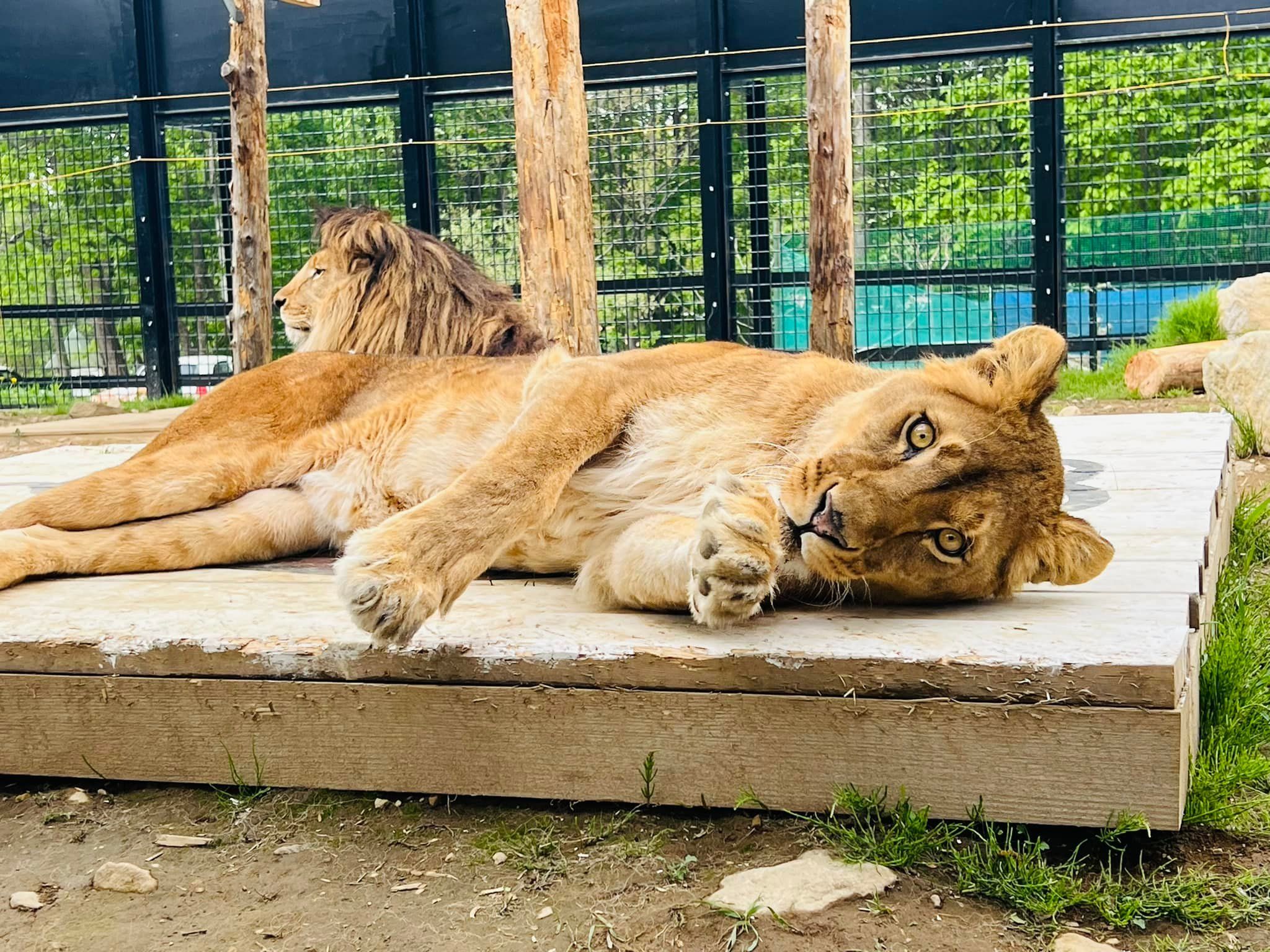 8069094 ▲▼日本最危險動物園!違法開設20年 虐待動物卻無法可管。(圖/ノースサファリサッポロ)