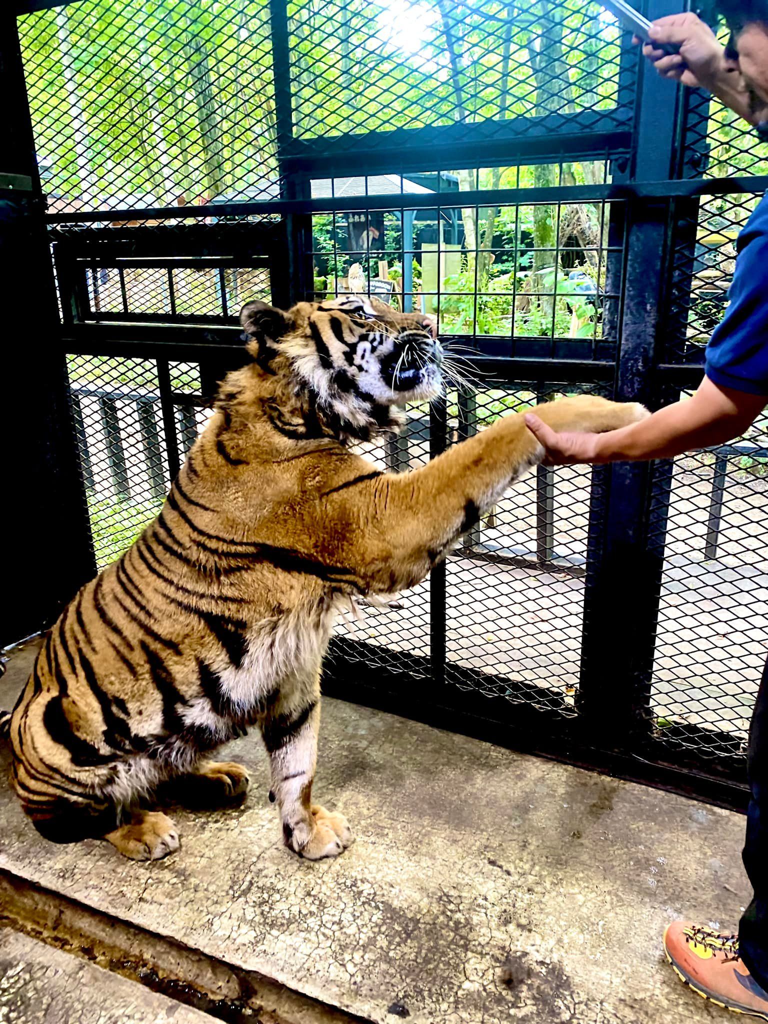 8069096 ▲▼日本最危險動物園!違法開設20年 虐待動物卻無法可管。(圖/ノースサファリサッポロ)