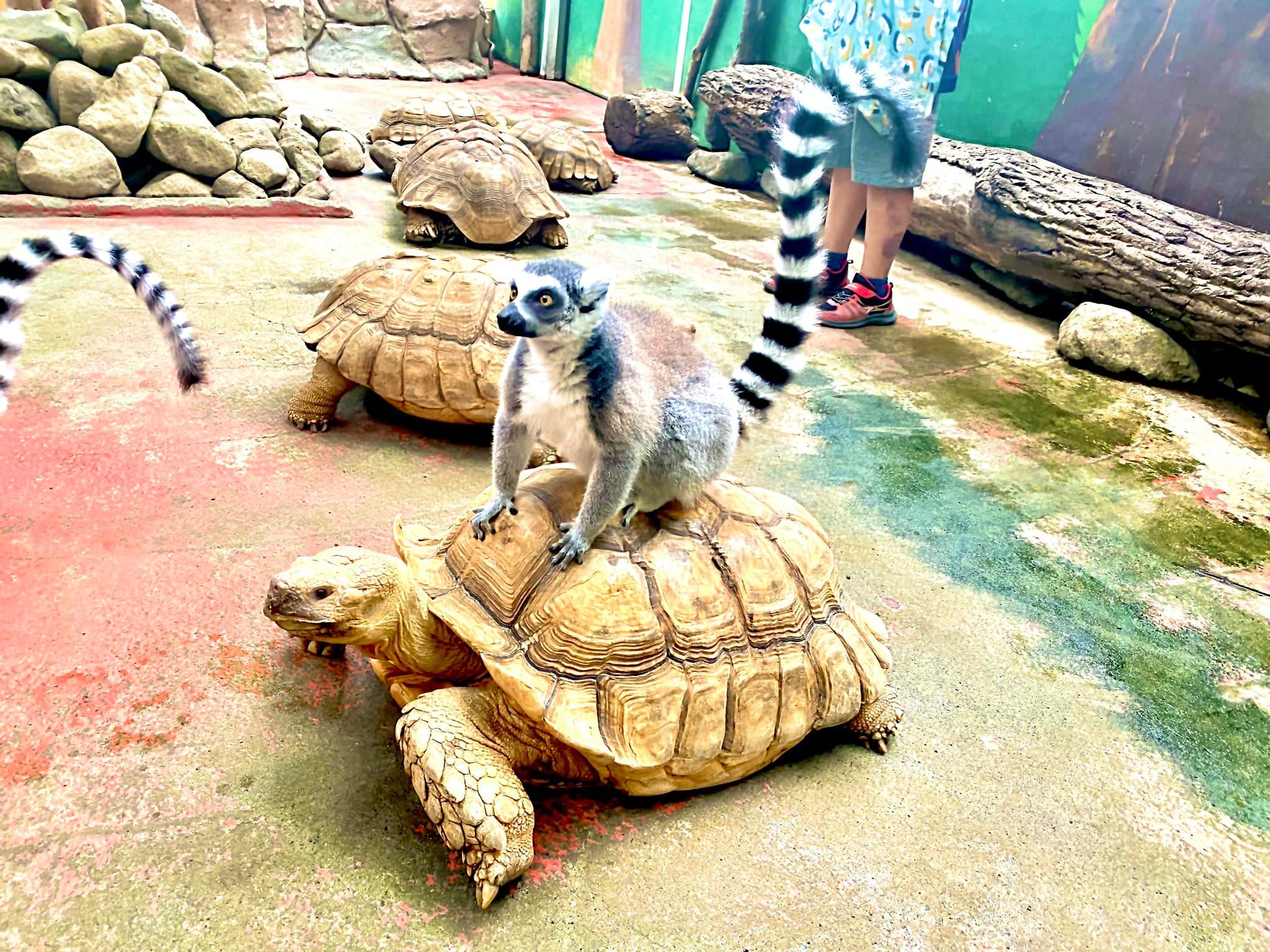 8069097 ▲▼日本最危險動物園!違法開設20年 虐待動物卻無法可管。(圖/ノースサファリサッポロ)