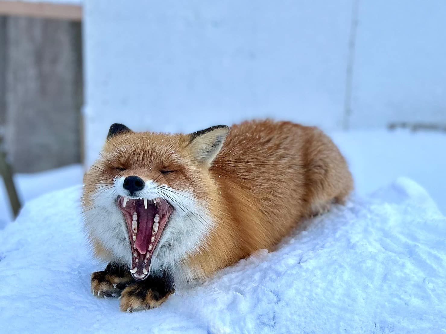 8069098 ▲▼日本最危險動物園!違法開設20年 虐待動物卻無法可管。(圖/ノースサファリサッポロ)