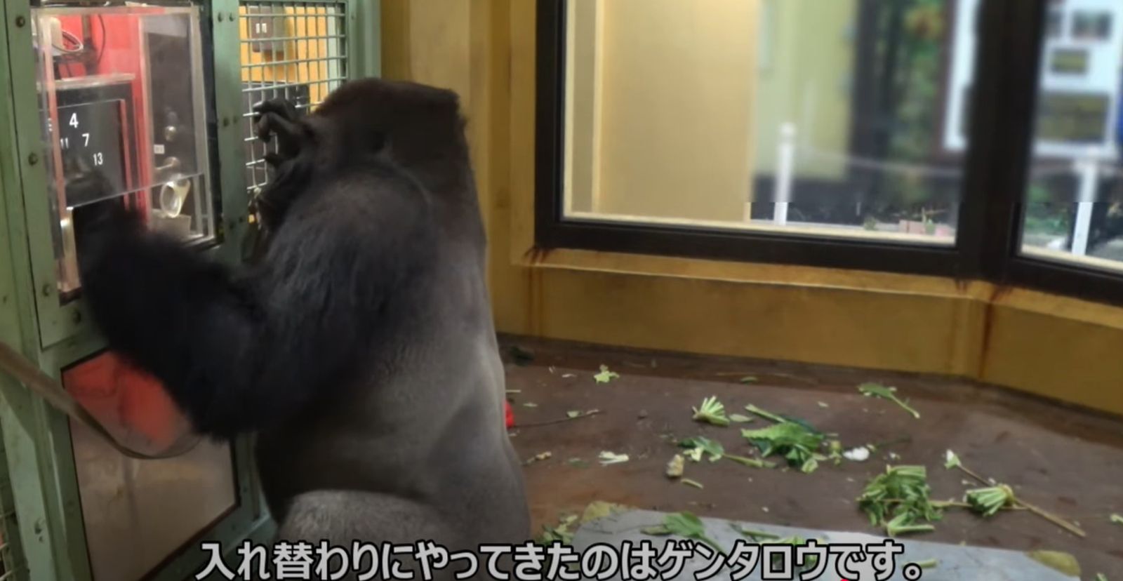 【41J肉聲】猩球崛起！金剛猩猩已知「平板點餐」　完成通關即獲贈美食一份