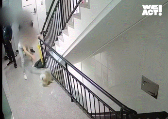 ▲▼南韓京畿道金浦一對夫妻狠心將飼養的小型寵物犬從2樓拋至樓下。（圖／翻攝自Instagram）