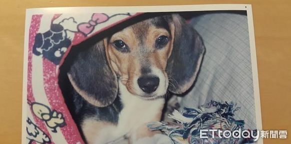 ▲小S提供珍藏的愛犬「五妹娘」的照片。（圖／犬象）