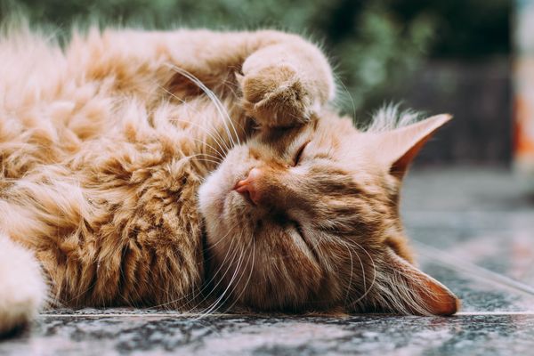 ▲貓咪心測 。（圖／翻攝自unsplash）