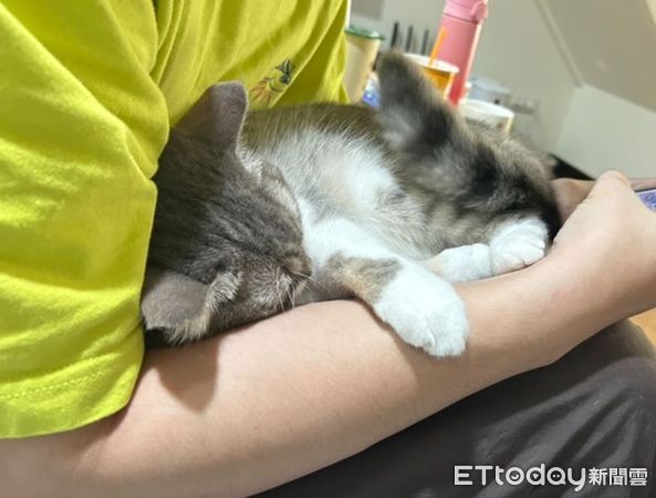 d8055590 ▲家有「貓小三」!緊抱奴才老公不放 每天上演爭寵戲碼。(圖/愛福人士提供,請勿隨意翻拍,以免侵權。)