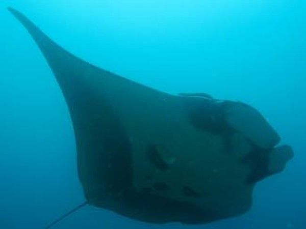 ▲（圖／翻攝自Facebook／國立海洋科技博物館、臺灣魚類資料庫）