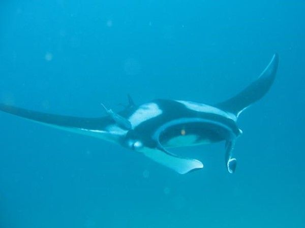 ▲（圖／翻攝自臺灣魚類資料庫）