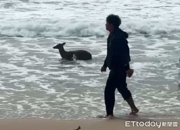 d8069135 ▲墾丁野生梅花鹿「誤闖海灘」險溺水 衝浪客合力帶牠上岸。(圖/攝影劉亮亨攝)