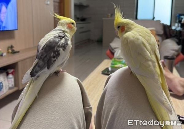 ▲玄鳳鸚鵡排隊馬殺雞　客人等不及竟「啄師傅膝蓋」催促。（圖／網友Hans提供，請勿隨意翻拍，以免侵權。）