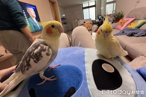 ▲玄鳳鸚鵡排隊馬殺雞　客人等不及竟「啄師傅膝蓋」催促。（圖／網友Hans提供，請勿隨意翻拍，以免侵權。）