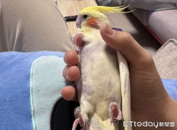 ▲玄鳳鸚鵡排隊馬殺雞　客人等不及竟「啄師傅膝蓋」催促。（圖／網友Hans提供，請勿隨意翻拍，以免侵權。）