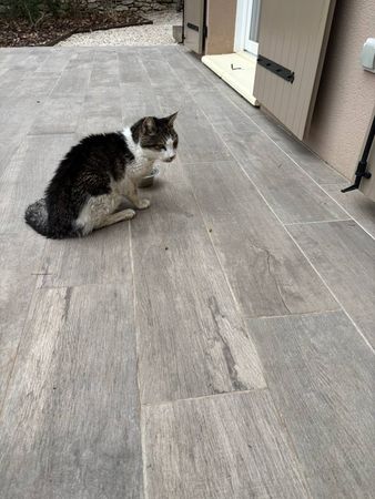20歲老貓走失15年，最後與奴才一擁辭世。（圖／翻攝自Ecole des Chat Libres Pertuisiens）