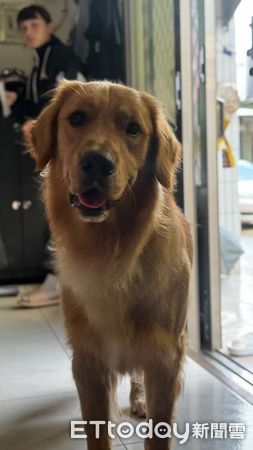 d8077312-1 黃金獵犬饅頭。(圖/翻攝自ThreafsThreads@z___ch9)