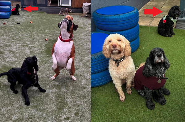 ▲卡瓦普犬上托兒所6年「沒半個朋友」　其它汪在玩牠閃超遠。（圖／翻攝自TikTok／@poppyelizabethxox）