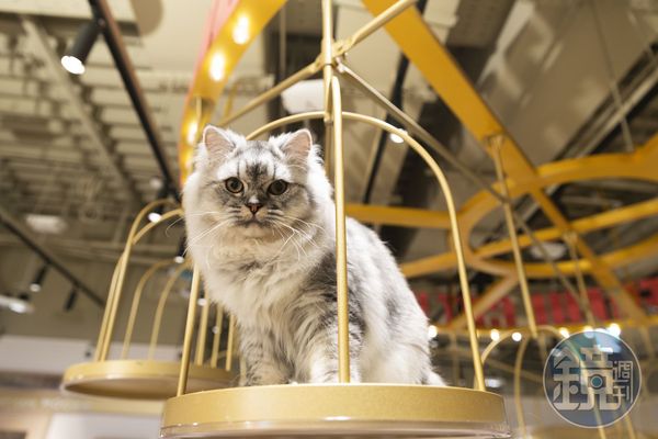 「Cat Café MOCHA」裡的設施與環境都是為貓貓們設計的，牠們隨時睡、吃、玩都可以。