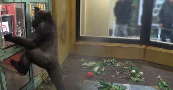 猩球崛起！金剛猩猩已知「平板點餐」，完成通關即獲贈美食一份。（翻自京都市動物園YT）