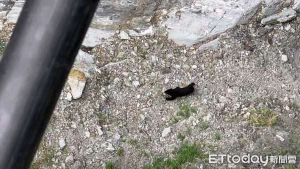 ▲立春不久，玉山國家公園管理處即陸續接獲園區內多起臺灣黑熊之目擊以及痕跡之回報。（圖／玉山國家公園管理處提供）
