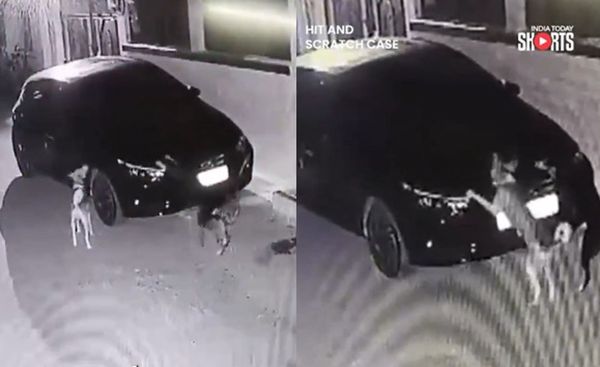 狗狗白天被車撞後，凌晨竟揪狗友助陣，一起用爪子抓刮肇事者的車子。（翻攝X@IndiaToday）