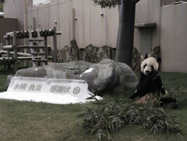 ▲▼大貓熊永明去世。（圖／翻攝自微博）