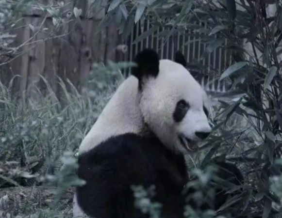 ▲▼大貓熊永明去世。（圖／翻攝自微博）