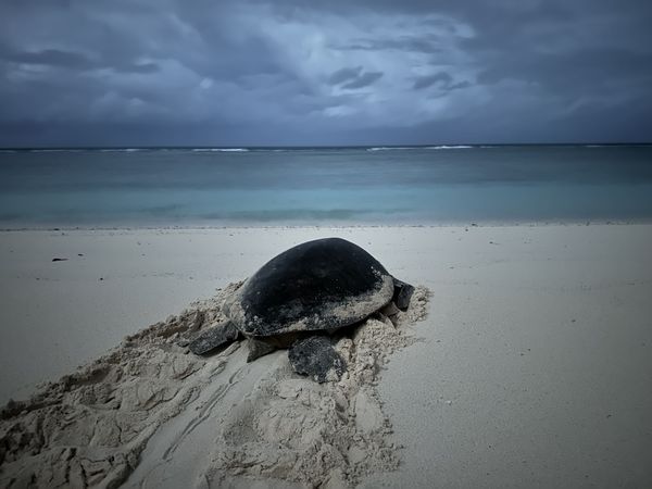 ▲▼             南沙太平島成海龜寶寶出生熱點，綠蠵龜卵窩數創新紀錄。（圖／海保署提供）