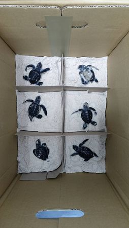 ▲▼             南沙太平島成海龜寶寶出生熱點，綠蠵龜卵窩數創新紀錄。（圖／海保署提供）