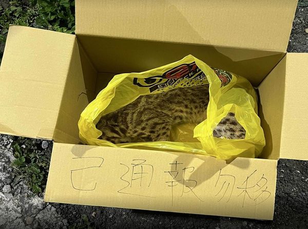▲彰化東外環道路發現石虎遭路殺。（圖／翁啟祐提供）