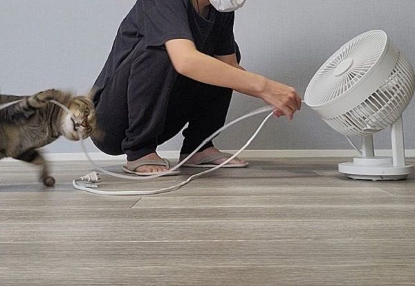 ▲朕的新玩具？奴才裝電線保護套　喵皇「興奮飛撲」剩殘影。（圖／翻攝自X／@chipie0826）