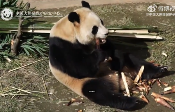 福寶。（圖／翻攝自神樹坪基地微博）