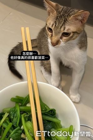 d8095152 ▲家賊難防!小屁貓「愛偷波菜」刁著跑 只挑洗好的超懂吃。(圖/網友Amy提供,請勿隨意翻拍,以免侵權。)