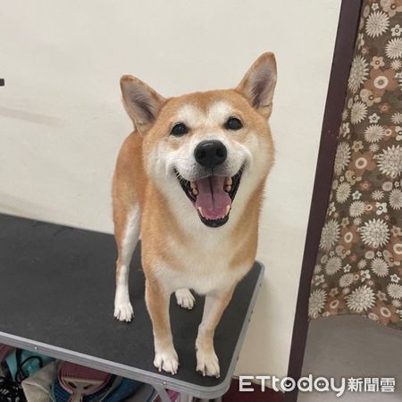 柴犬賴打。（圖／飼主翁嘉慧提供）