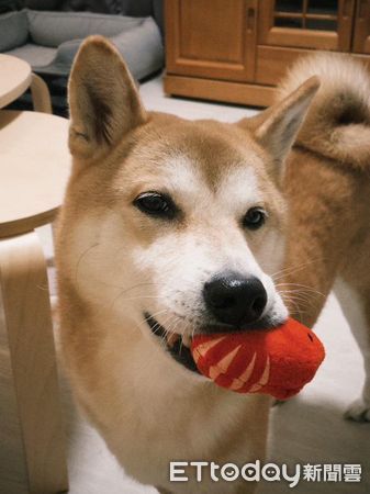 柴犬賴打。（圖／飼主翁嘉慧提供）
