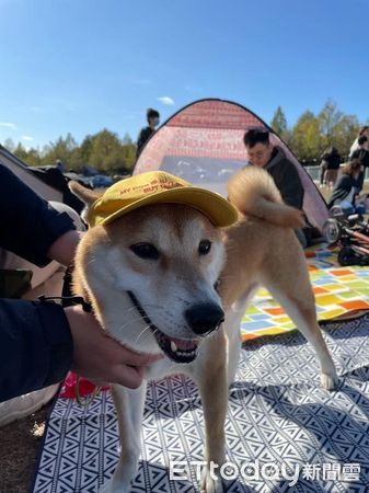 柴犬賴打。（圖／飼主翁嘉慧提供）