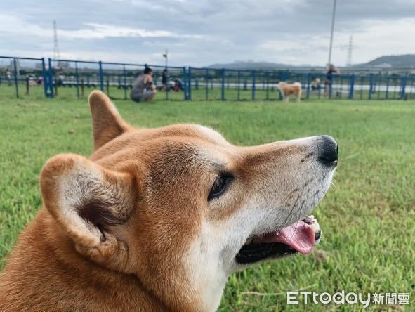 柴犬賴打。（圖／飼主翁嘉慧提供）