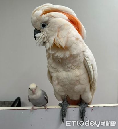 ▲巴丹吃飯小鳥「偷啃雞爪」　牠扔菜秒變臉：你在衝Ｘ小。（圖／Threads@flycockatoo提供）