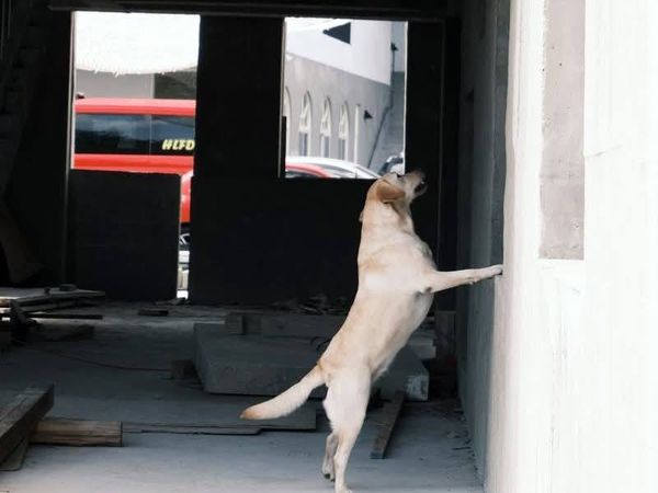 花蓮消防局搜救犬Fancy　通過IRO高級評測