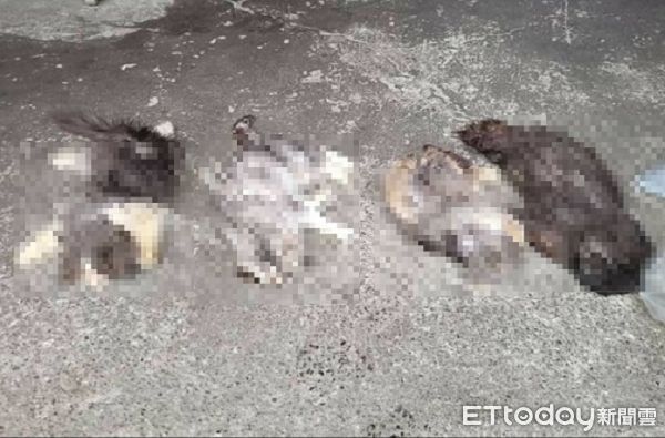 d8106083 ▲板橋光環路出現「7隻貓遺體」 警方已轉往刑事案件偵查。(圖/Threads@tokyoace2001提供)
