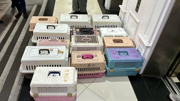 板橋貓7死，涉案謝男抓到了。（圖／粉專邵柏森-虎哥救援大小事提供）