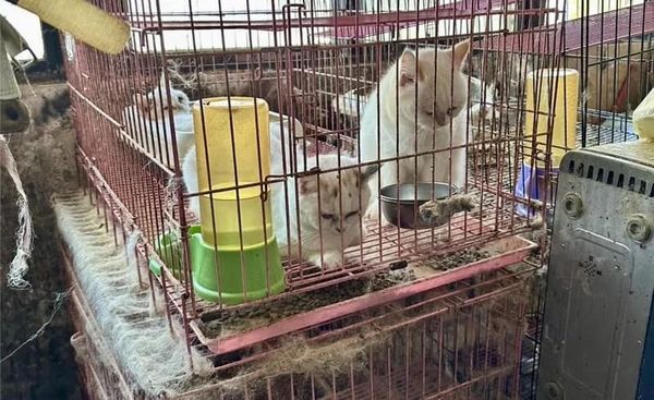 板橋貓7死，涉案謝男抓到了。（圖／粉專邵柏森-虎哥救援大小事提供）