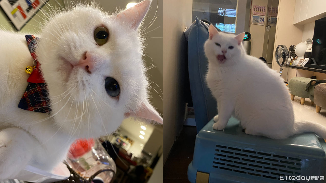▲▼英短白貓比魯。（圖／飼主林先生授權提供）