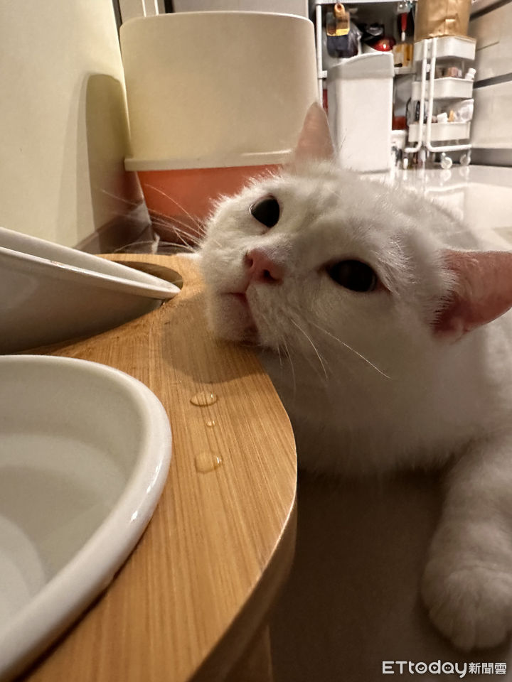 ▲▼白貓比魯的麻藥還未退。（圖／飼主林先生提供）