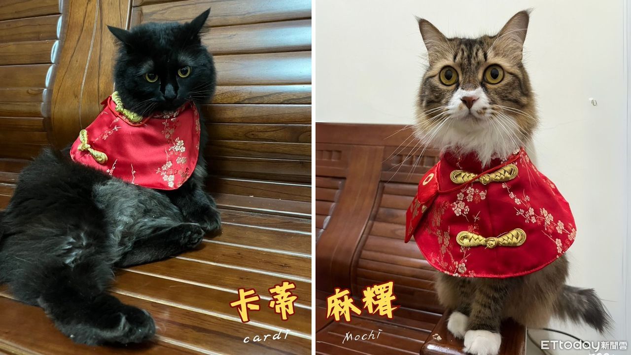 ▲卡蒂和麻糬的飼主Vicky，特別為牠們穿上應景的衣服，過年喜氣洋洋。（圖／飼主Vicky提供）