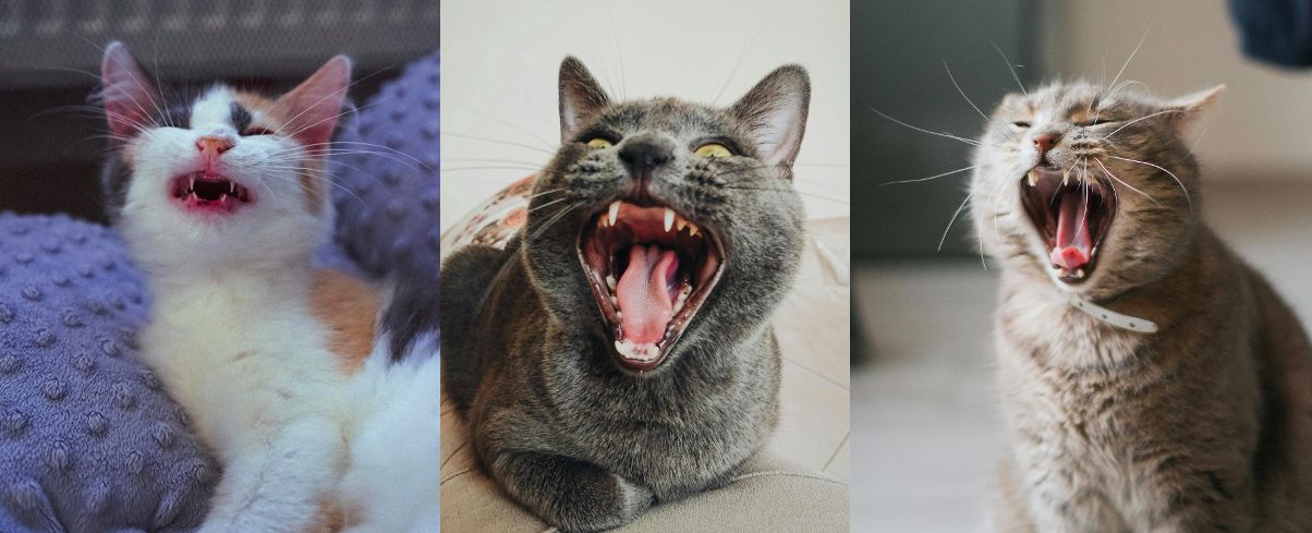 ▲▼貓奴,貓咪,毛小孩,喵星人溝通,貓叫聲,moderncat 。（圖／Pexels）