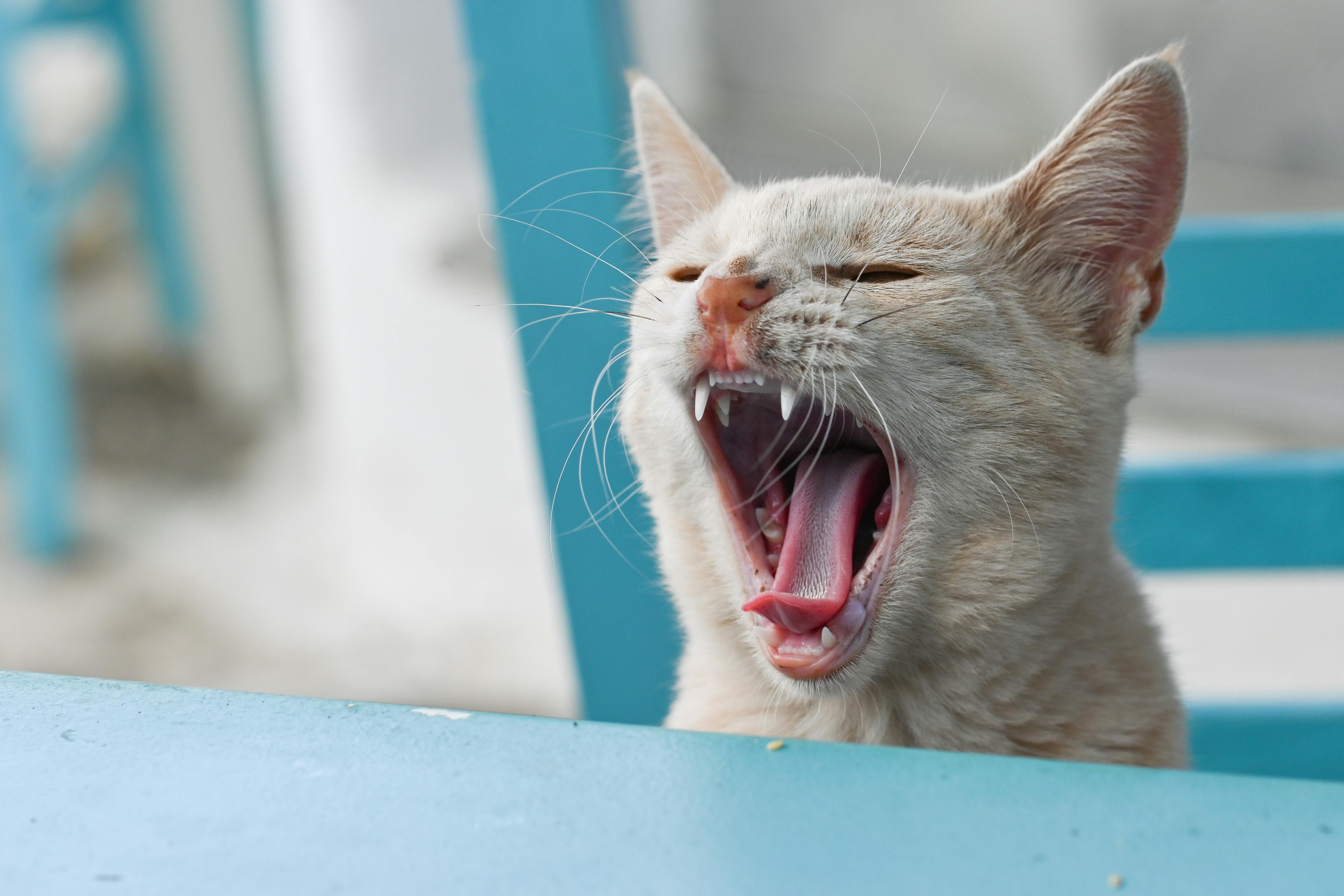 ▲▼貓奴,貓咪,毛小孩,喵星人溝通,貓叫聲,moderncat 。（圖／Pexels）