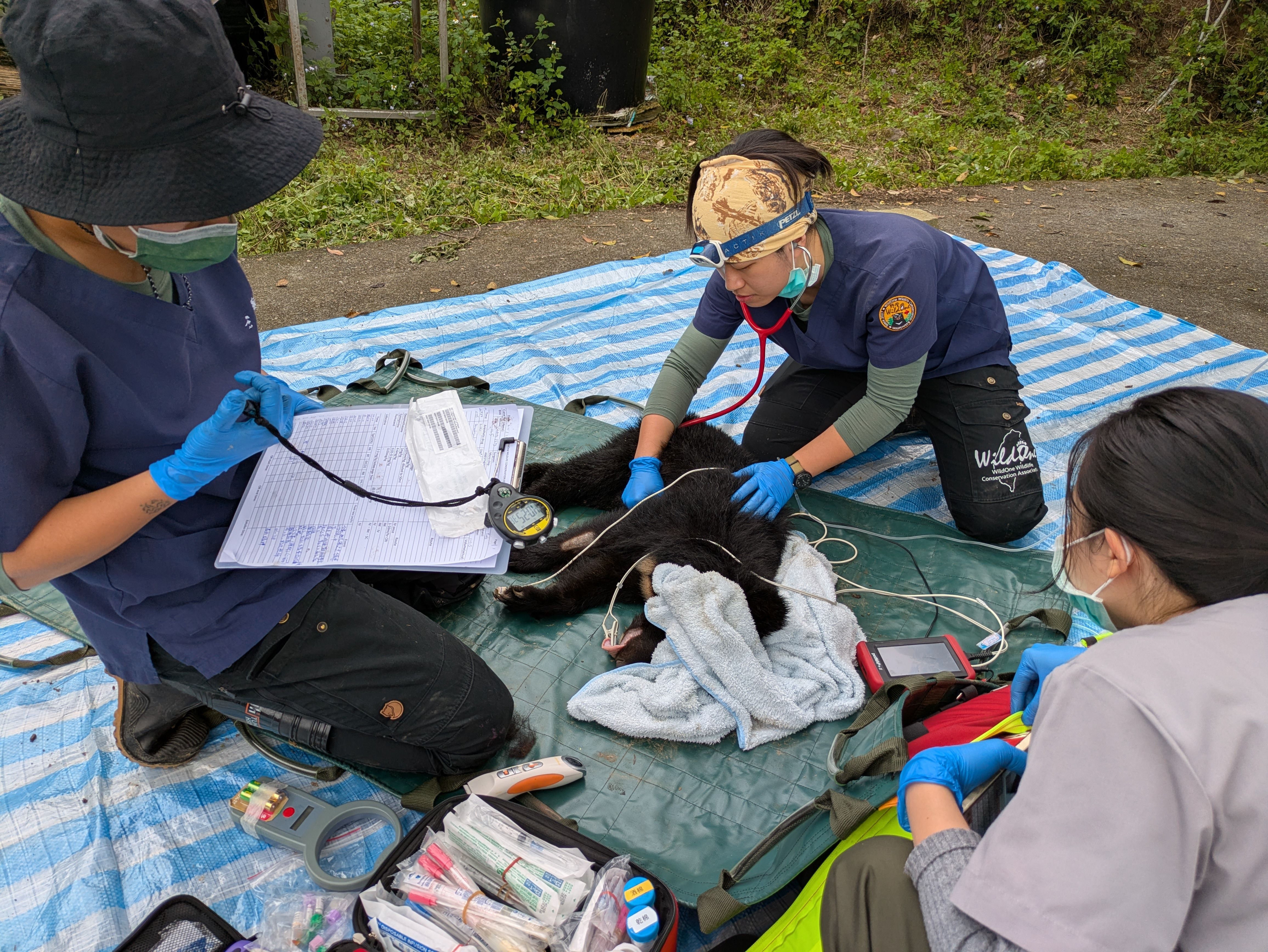 ▲▼卓溪落單小熊誘捕成功 照養野訓後評估野放。（圖／翻攝自林業及自然保育署花蓮分署）