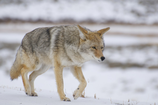 ▲▼郊狼,Coyote。（圖／達志影像／示意圖）