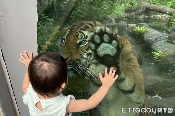 台北市立動物園馬來虎。（圖／台北市立動物園提供）