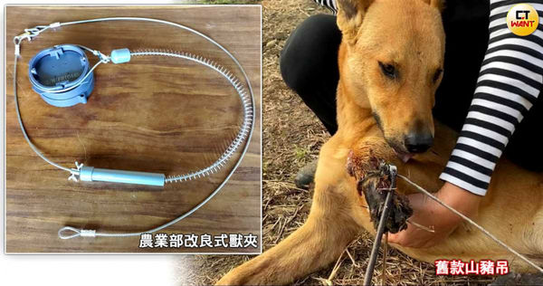 d8108499 「山豬吊」是野外捕捉山豬、山羌等獵物的便利工具,卻常夾到不知情的狗、石虎甚至台灣黑熊等動物而濺血,輕則截肢重則奪命;農業部對此推廣「改良式獵具」,第一年免費發出5千多具,專家則憂心「換湯不換藥」對野外生物仍有受傷風險。(圖/CTWANT後製組)