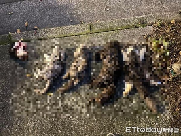 ▲板橋「7貓遺體」嫌犯非法繁殖賣貓　住處還搜出獸醫用藥。（圖／新北市政府動物保護防疫處）
